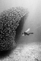   Akule Bait Ball Keauhou Hi. This was taken film nikonos 20mm seasea while freediving breath hold diving no tanks. Depths 70ft. Hi tanks). tanks) 70ft  